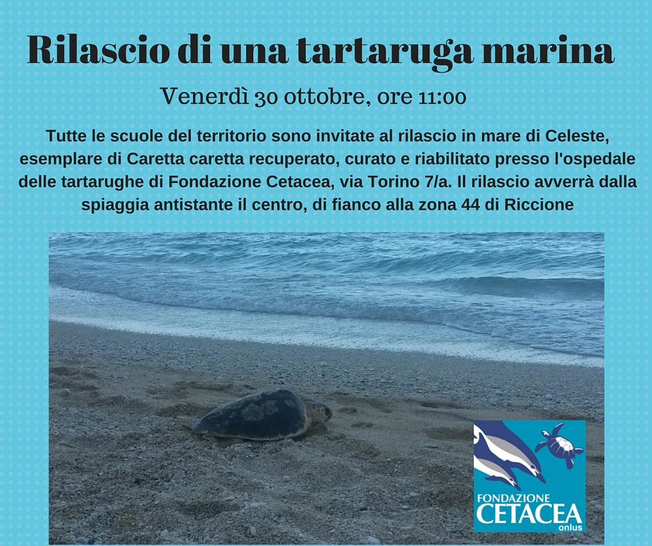Rilascio di una tartaruga marina